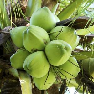 Thai Coconuts